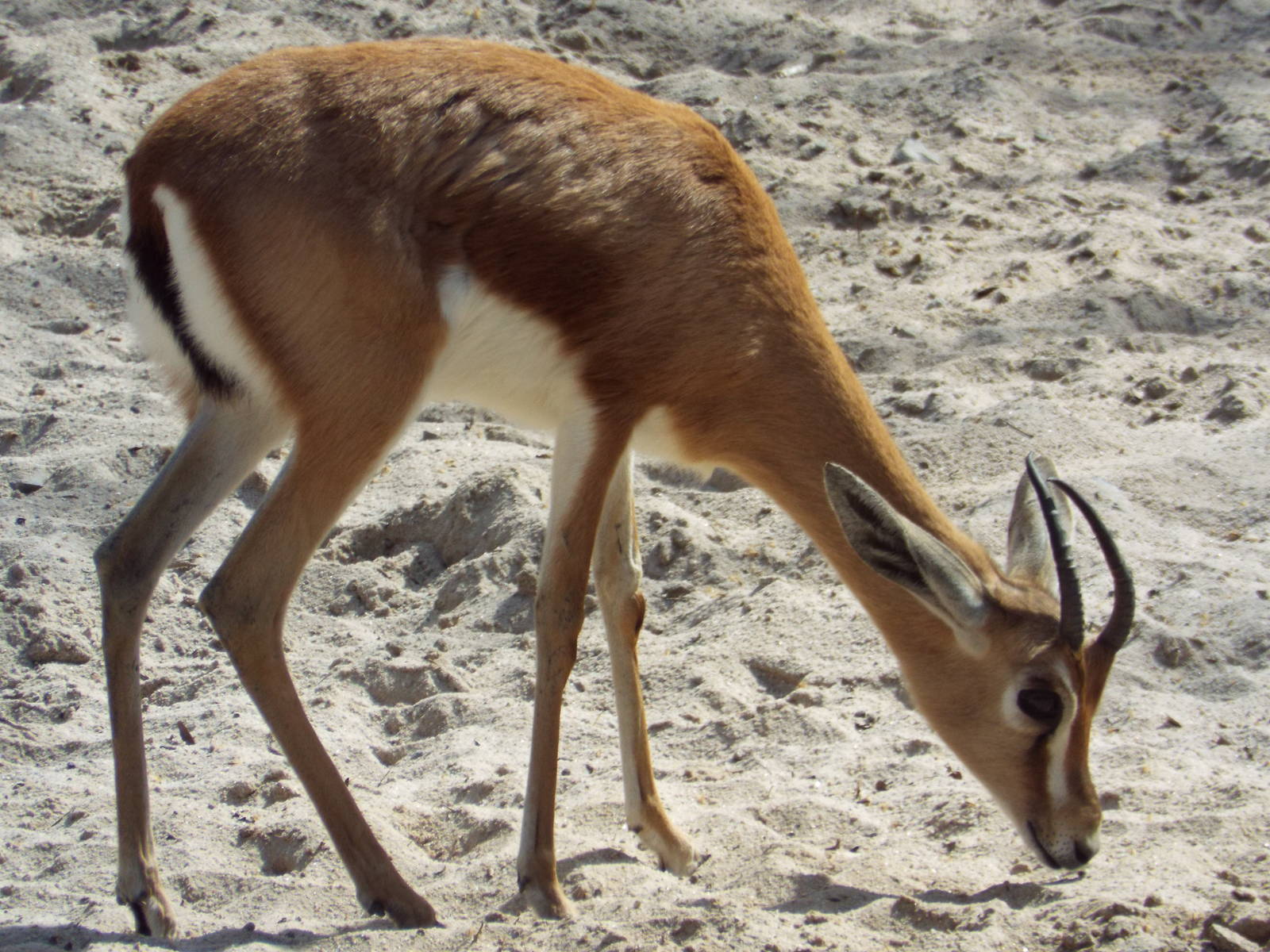 Kordofan Dorcas (Gazella dorcas osiris) at Wilhelma - April 10th 2015
