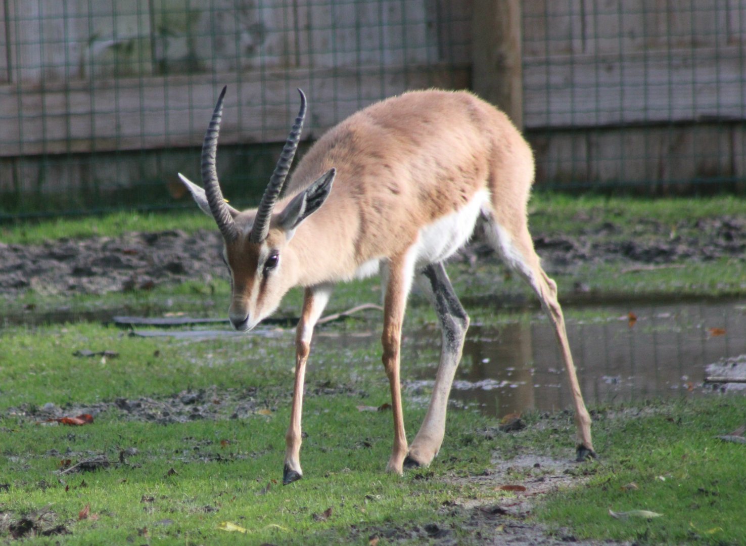 Kordofan dorcas gazelle