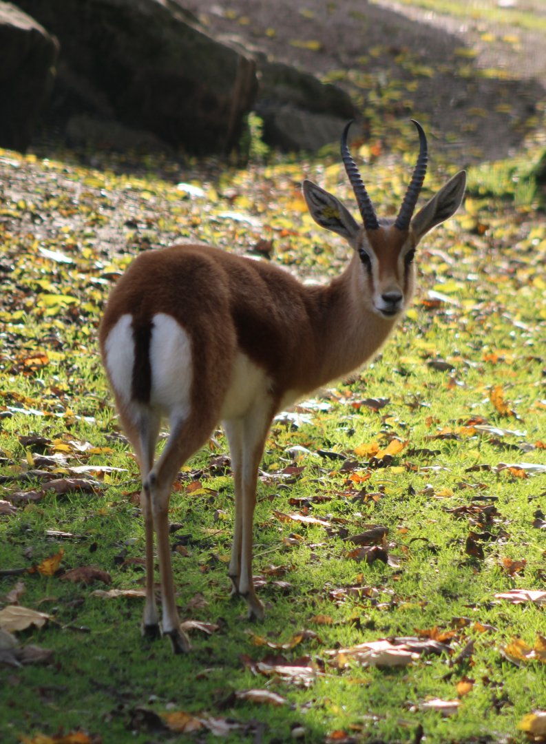 Kordofan dorcas gazelle