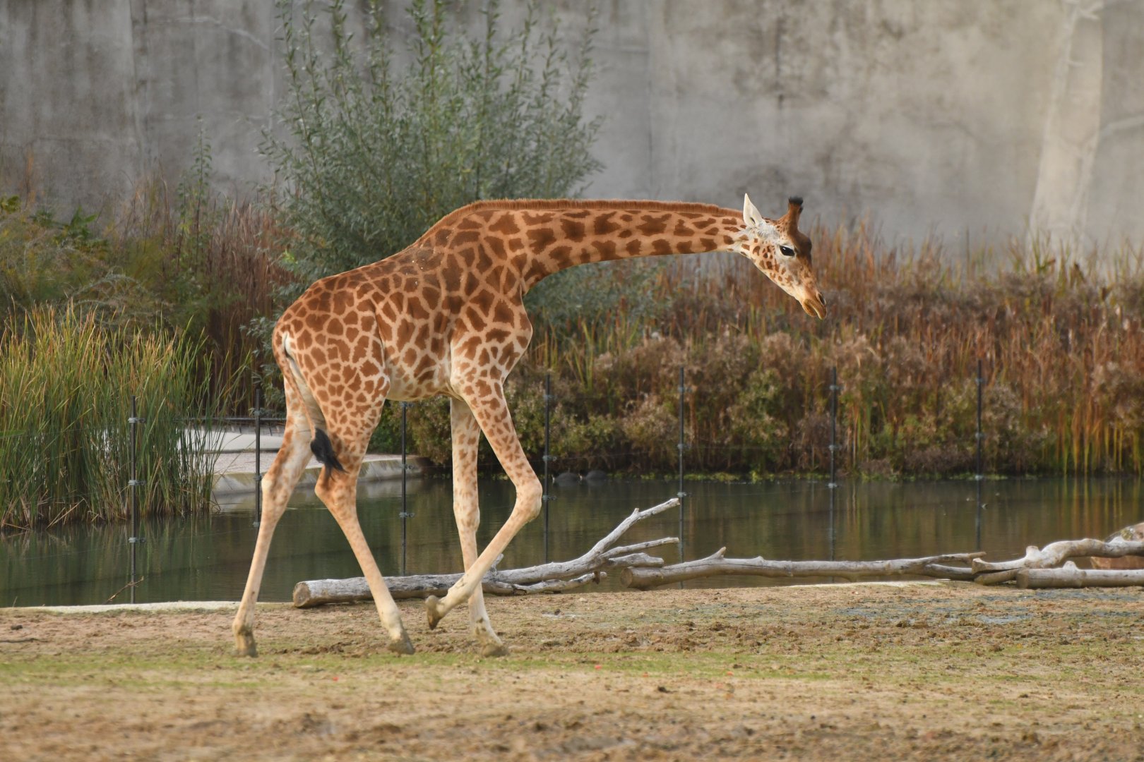 Kordofan girafe (Giraffa cameleopardis antiquorum)