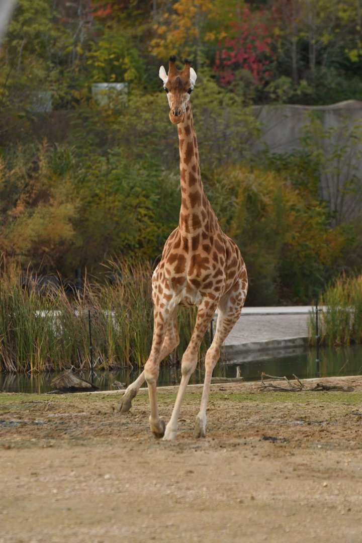 Kordofan girafe (Giraffa cameleopardis antiquorum)