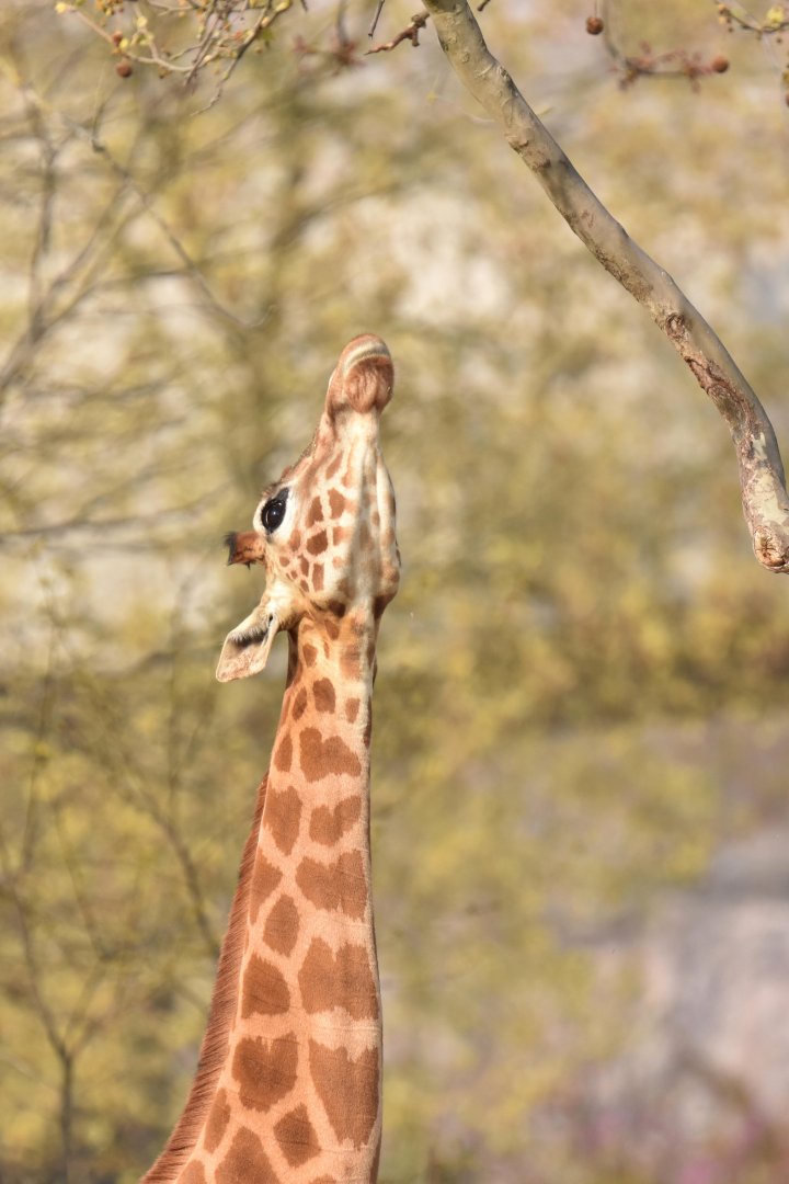 Kordofan girafe (Giraffa cameleopardis antiquorum)