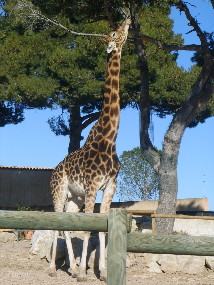 Kordofan giraffe [2008]