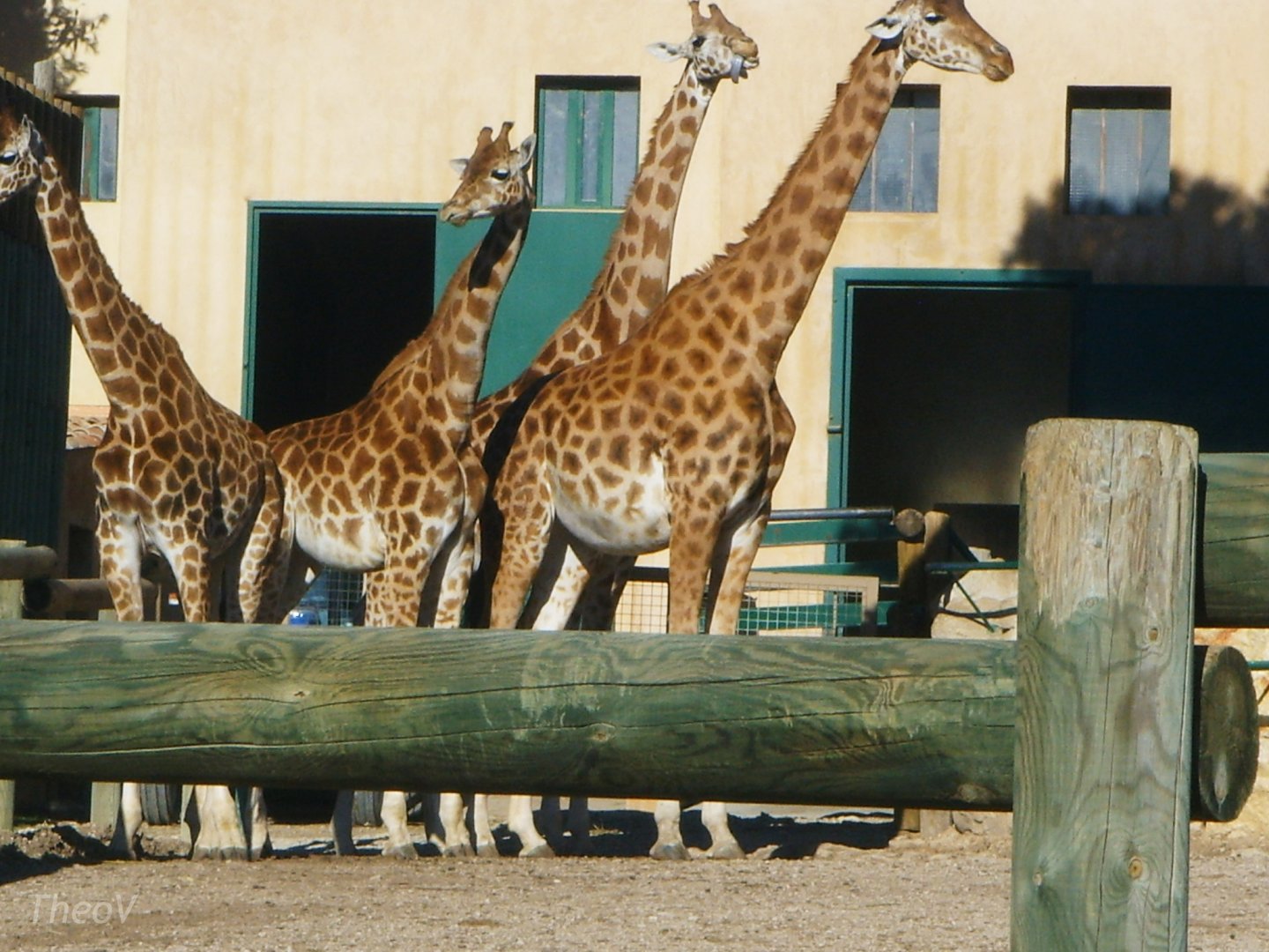 Kordofan giraffe [2008]