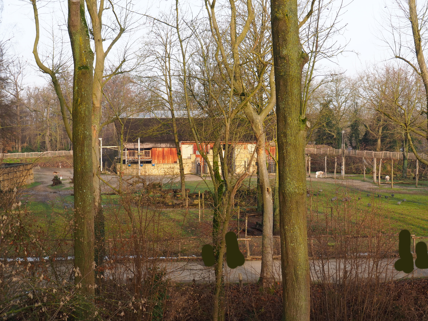 Kordofan giraffe, addax, common impala and helmeted guineafowl paddock seen from Barbary macaque observation deck, 2019-12-28
