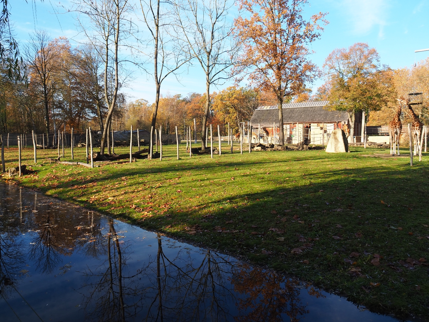 Kordofan giraffe - Addax - Impala - Helmeted guineafowl savanna exhibit (Nov 18th, 2018)