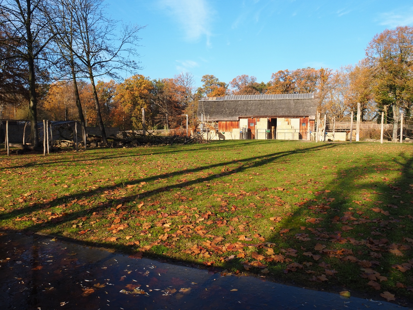 Kordofan giraffe - Addax - Impala - Helmeted guineafowl savanna exhibit (Nov 18th, 2018)