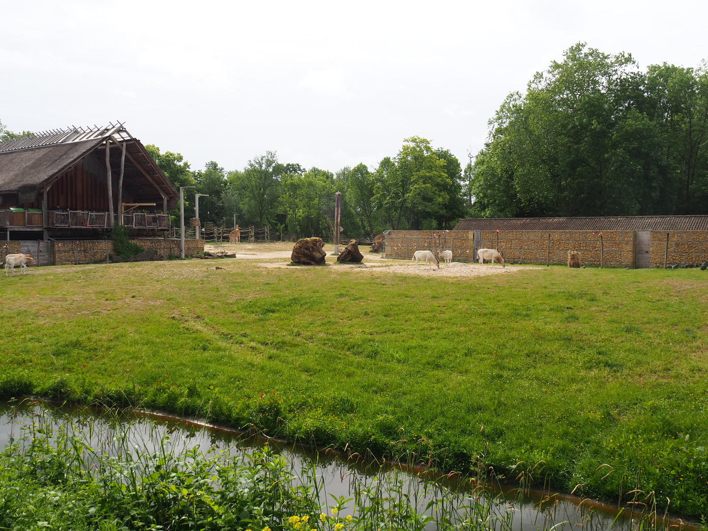 Kordofan giraffe, Addax, Mhorr gazelle and Helmeted guineafowl paddock, 2020-05-23