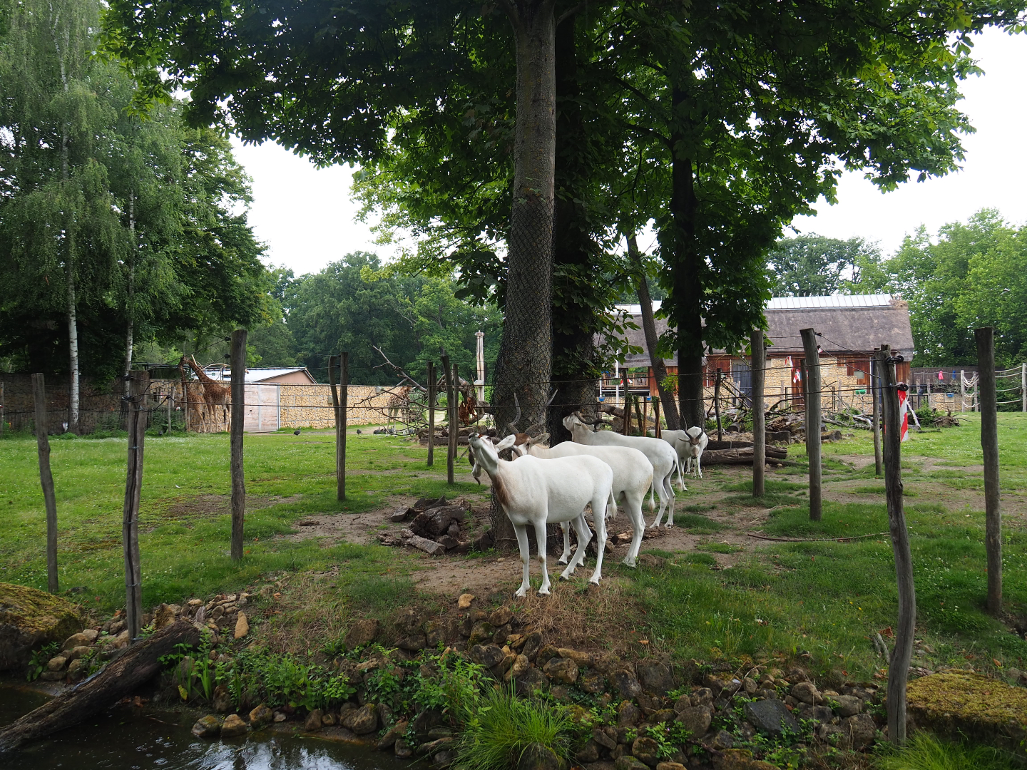 Kordofan giraffe, Addax, Mhorr gazelle and Helmeted guineafowl savanna exhibit - Area inaccessible to giraffes, 2020-07-14