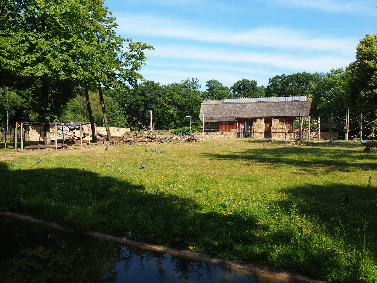 Kordofan giraffe, Addax, Mhorr gazelle and Helmeted guineafowl savanna paddock, 2020-06-12