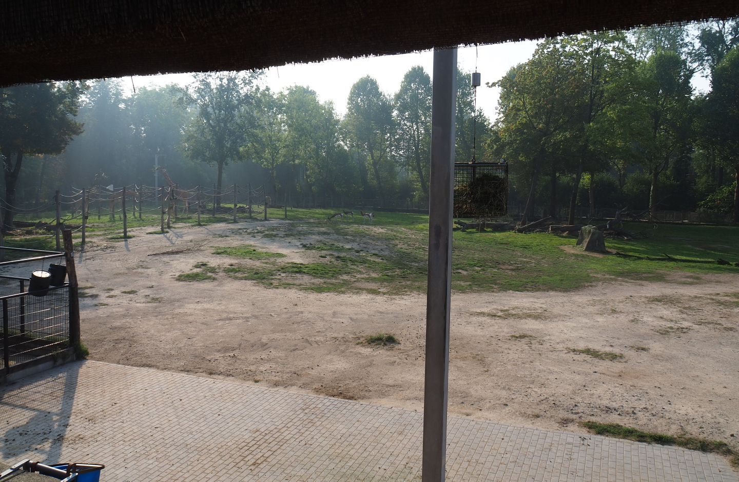 Kordofan giraffe, Addax, Mhorr gazelle and Helmeted guineafowl savanna paddock seen from viewing shelter, 2020-09-16