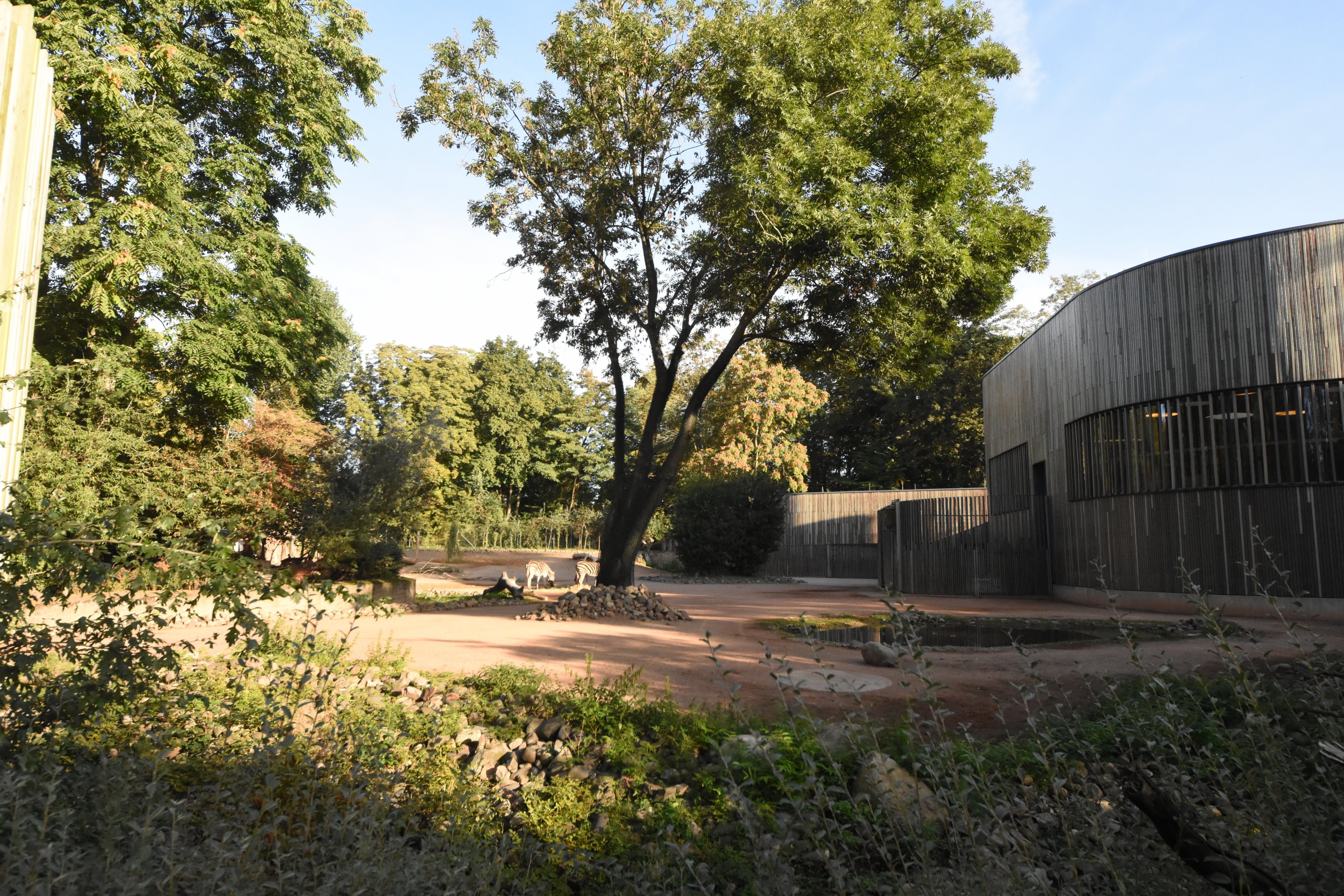 Kordofan giraffe and Chapman zebra enclosure