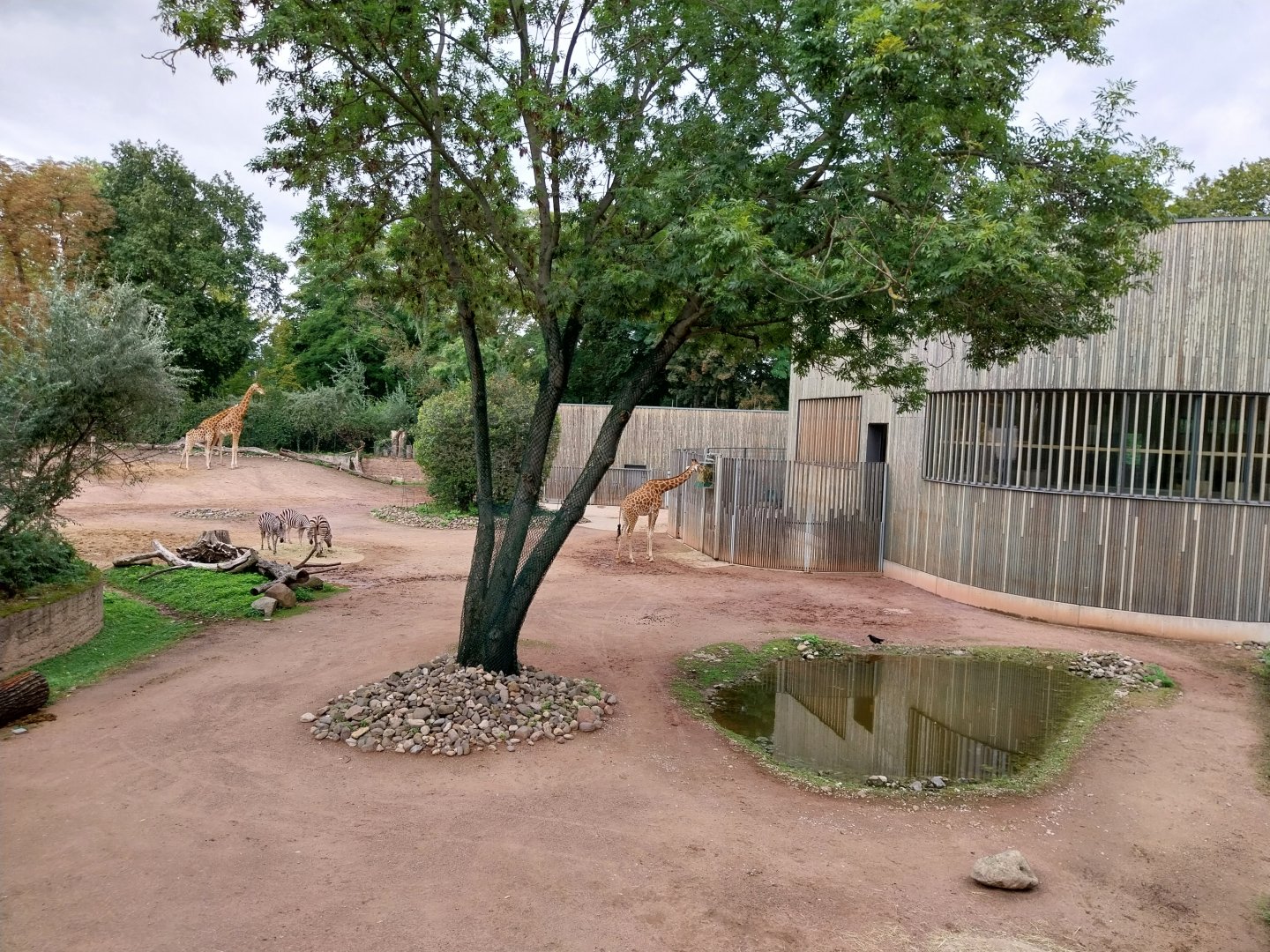 Kordofan giraffe and Chapman zebra enclosure