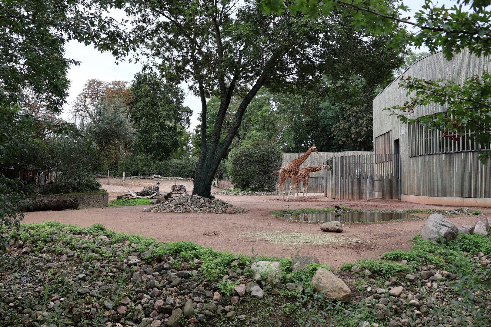 Kordofan giraffe and Chapman zebra enclosure