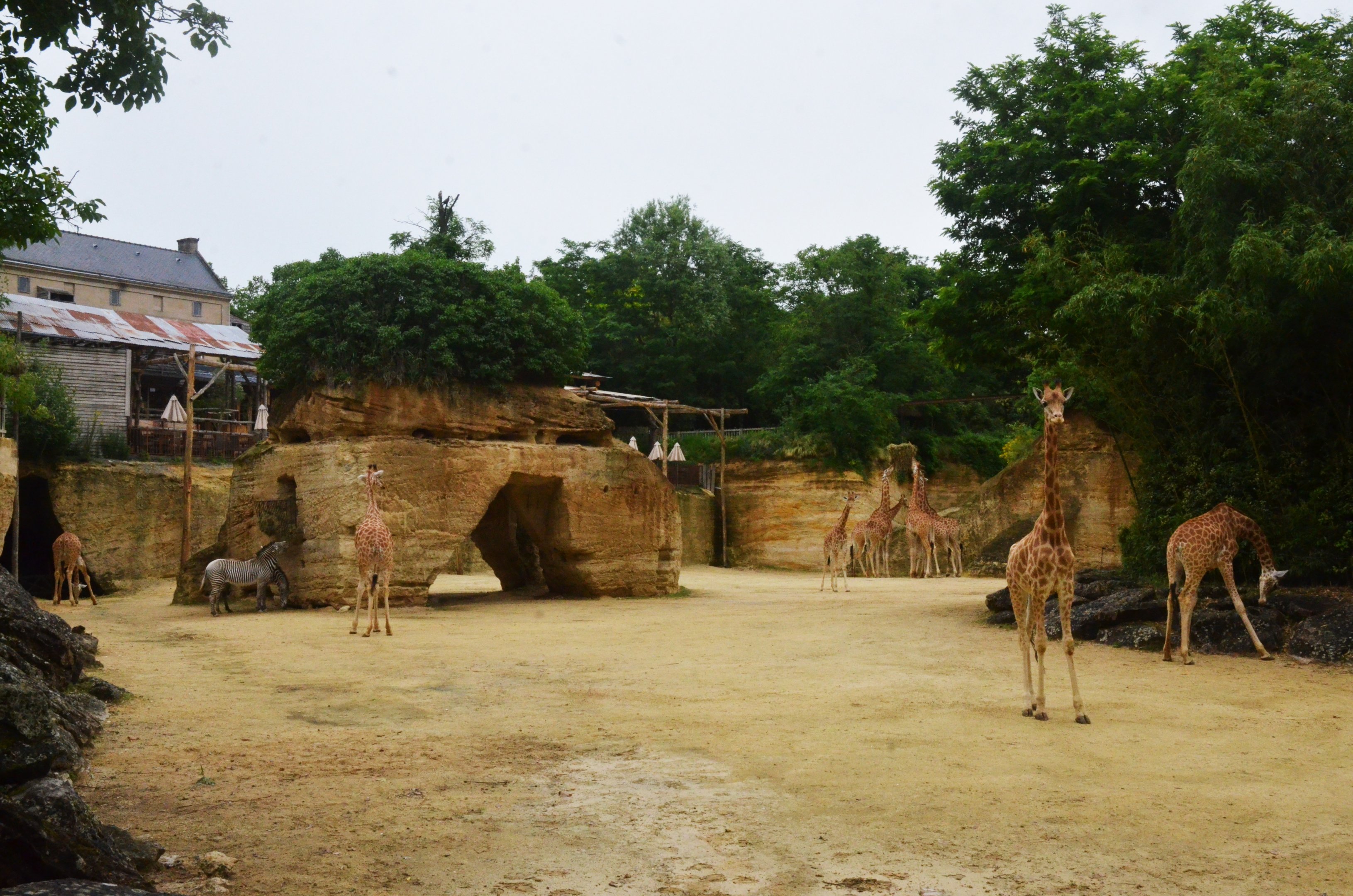 Kordofan Giraffe and Grevy's Zebra Enclosure at Doué-la-Fontaine, 15/06/18