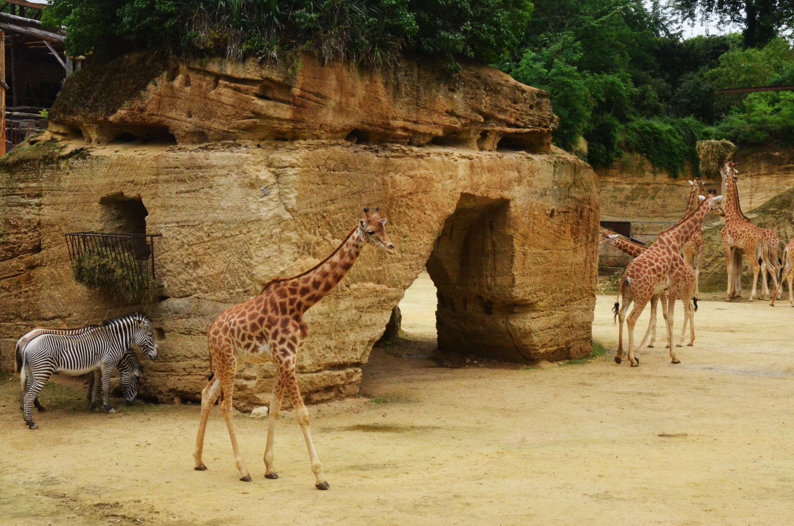 Kordofan Giraffe and Grevy's Zebra Enclosure at Doué-la-Fontaine, 15/06/18
