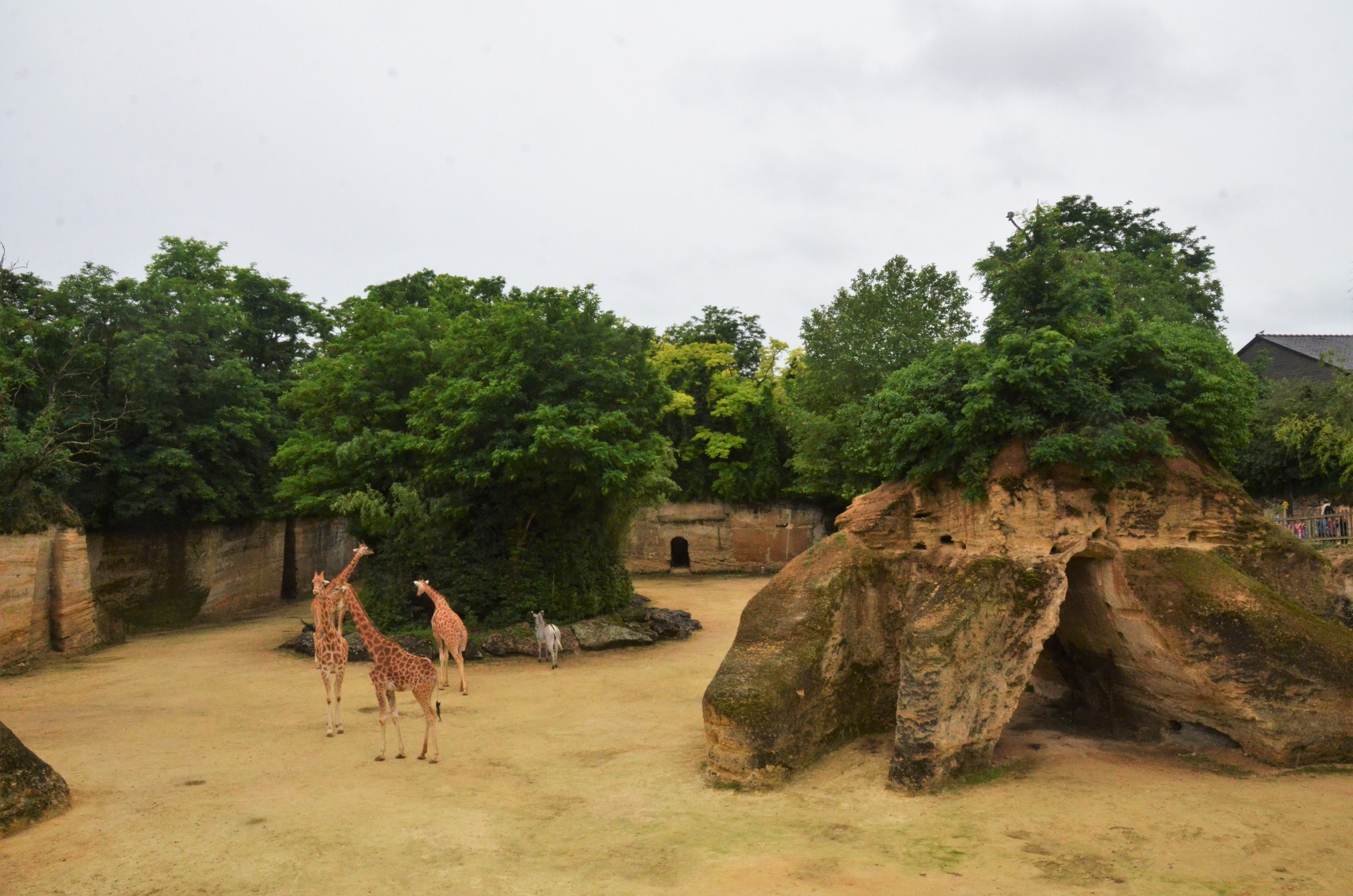 Kordofan Giraffe and Grevy's Zebra Enclosure at Doué-la-Fontaine, 15/06/18