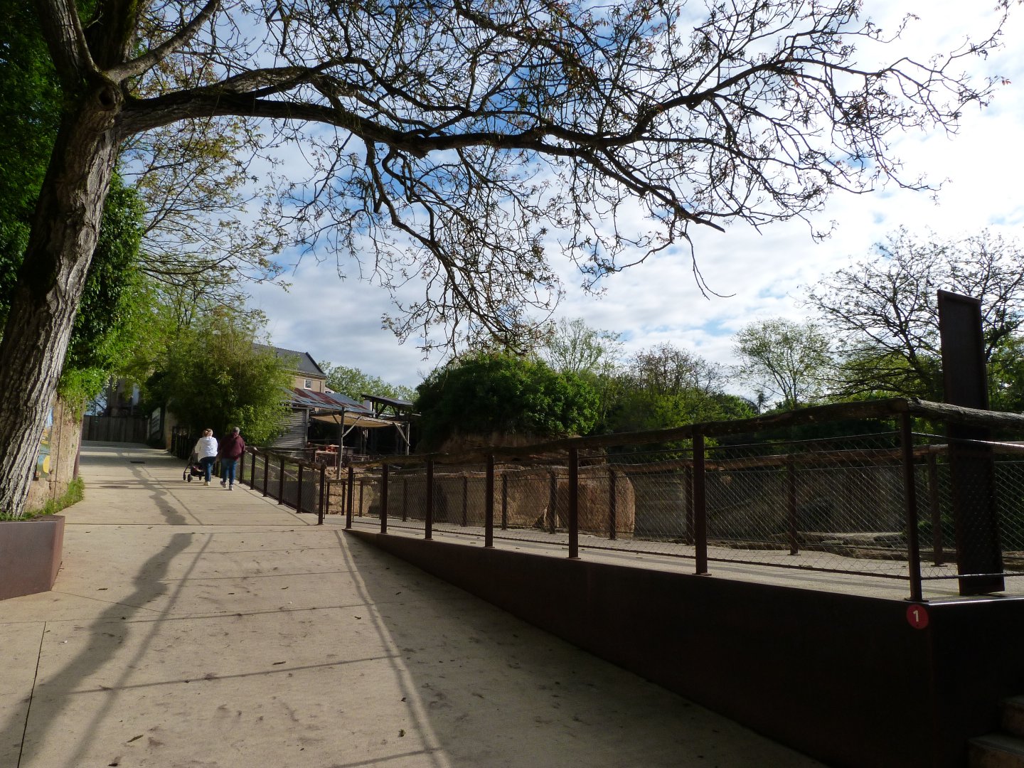Kordofan giraffe and Grevy's zebra viewing area -Bioparc de Doué la Fontaine (2025)
