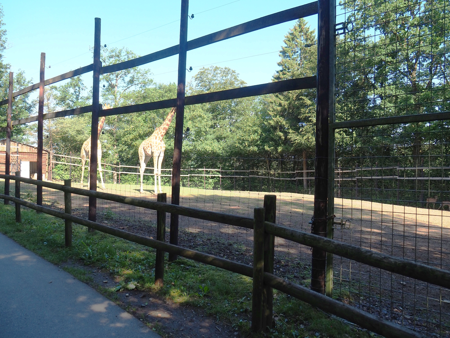 Kordofan giraffe and Nyala paddock, 2023-06-24