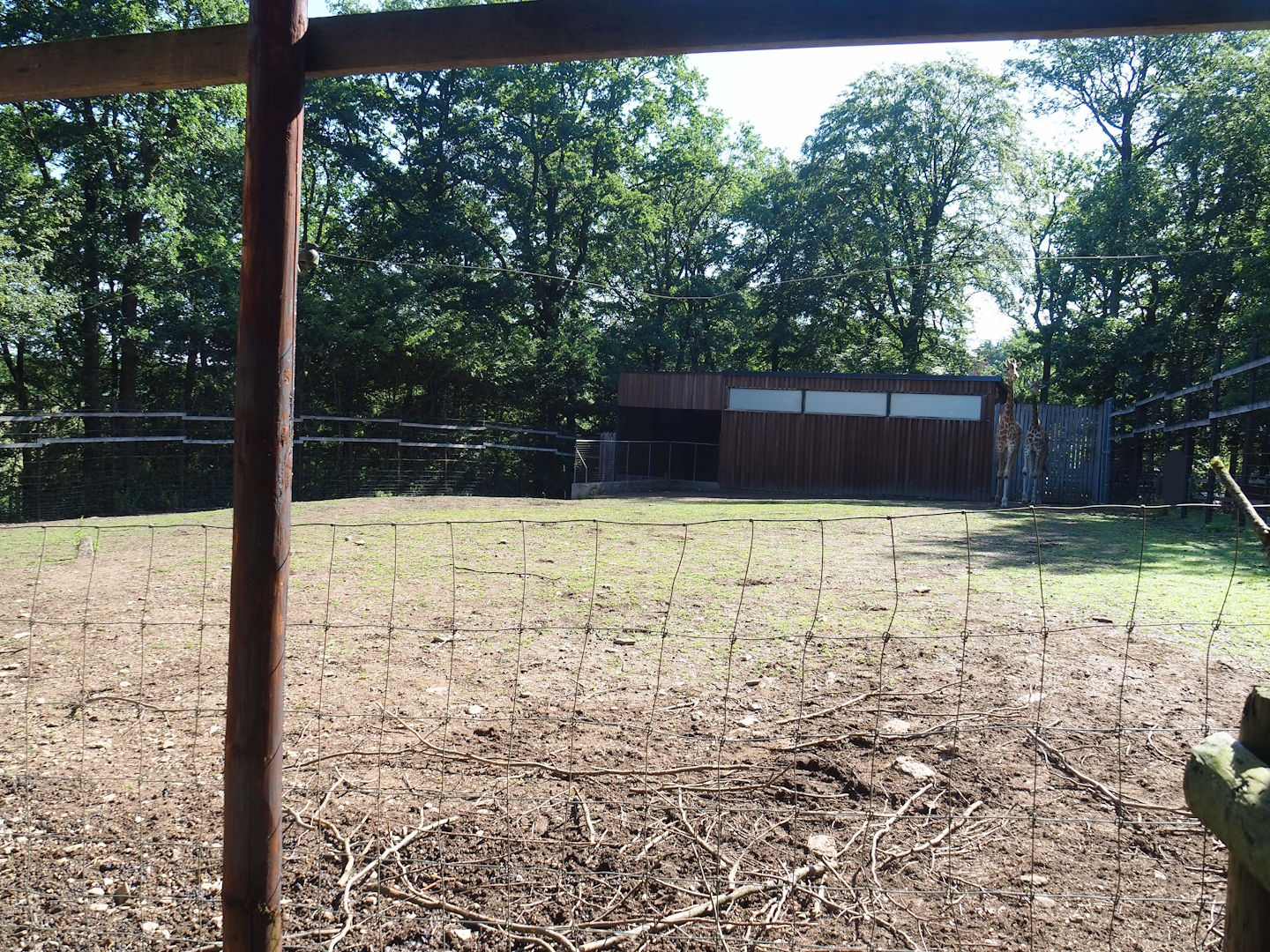 Kordofan giraffe and Nyala paddock, 2023-06-24