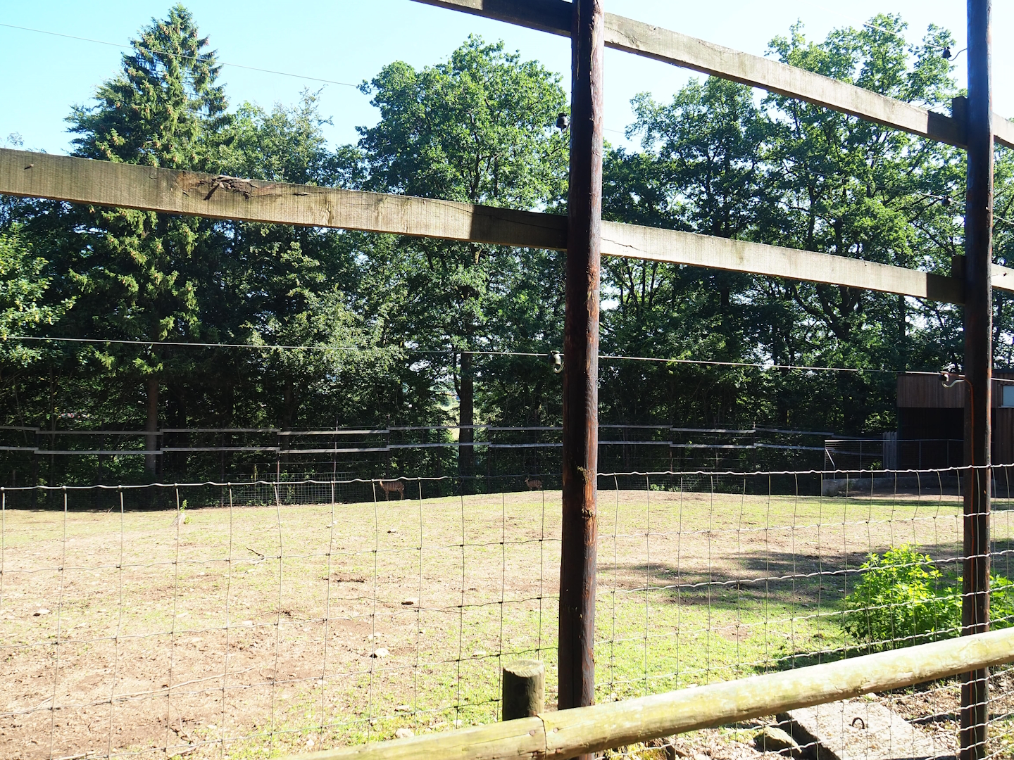 Kordofan giraffe and Nyala paddock, 2023-06-24