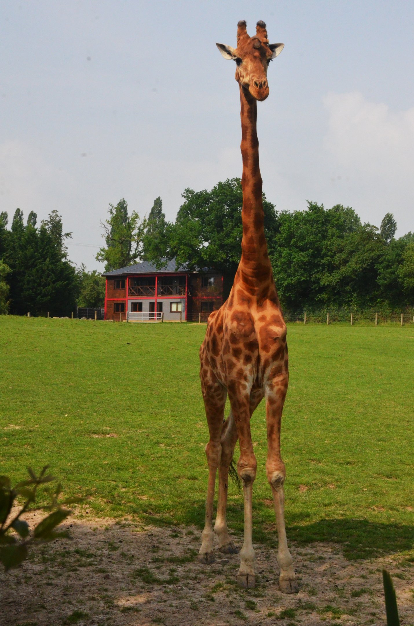 Kordofan Giraffe at CERZA, 10/06/18