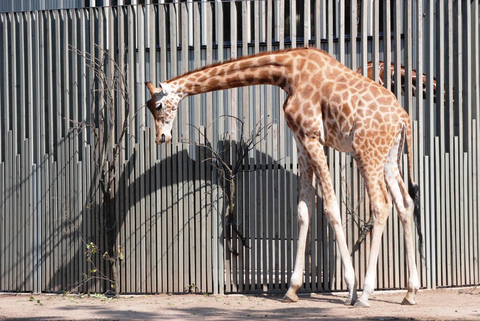 Kordofan Giraffe at Dresden, 29/08/12