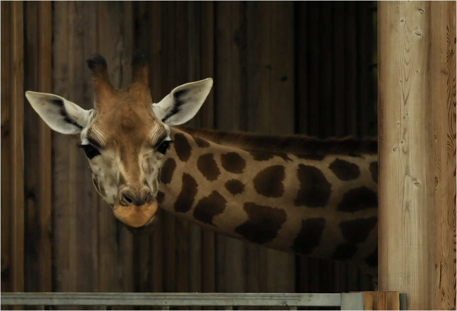 Kordofan giraffe at Lyon