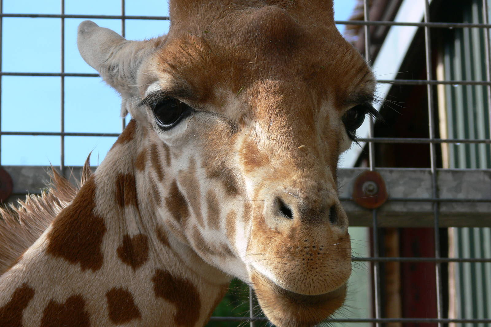 Kordofan Giraffe at South Lakes, 11/10/14