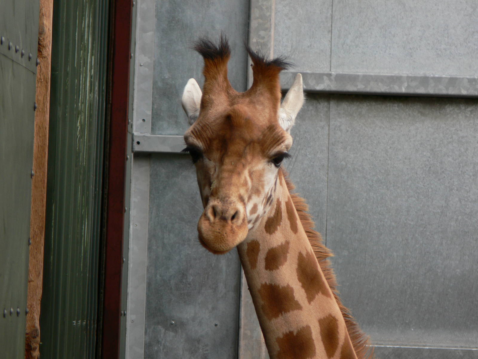 Kordofan Giraffe at South Lakes WAP 24/11/12