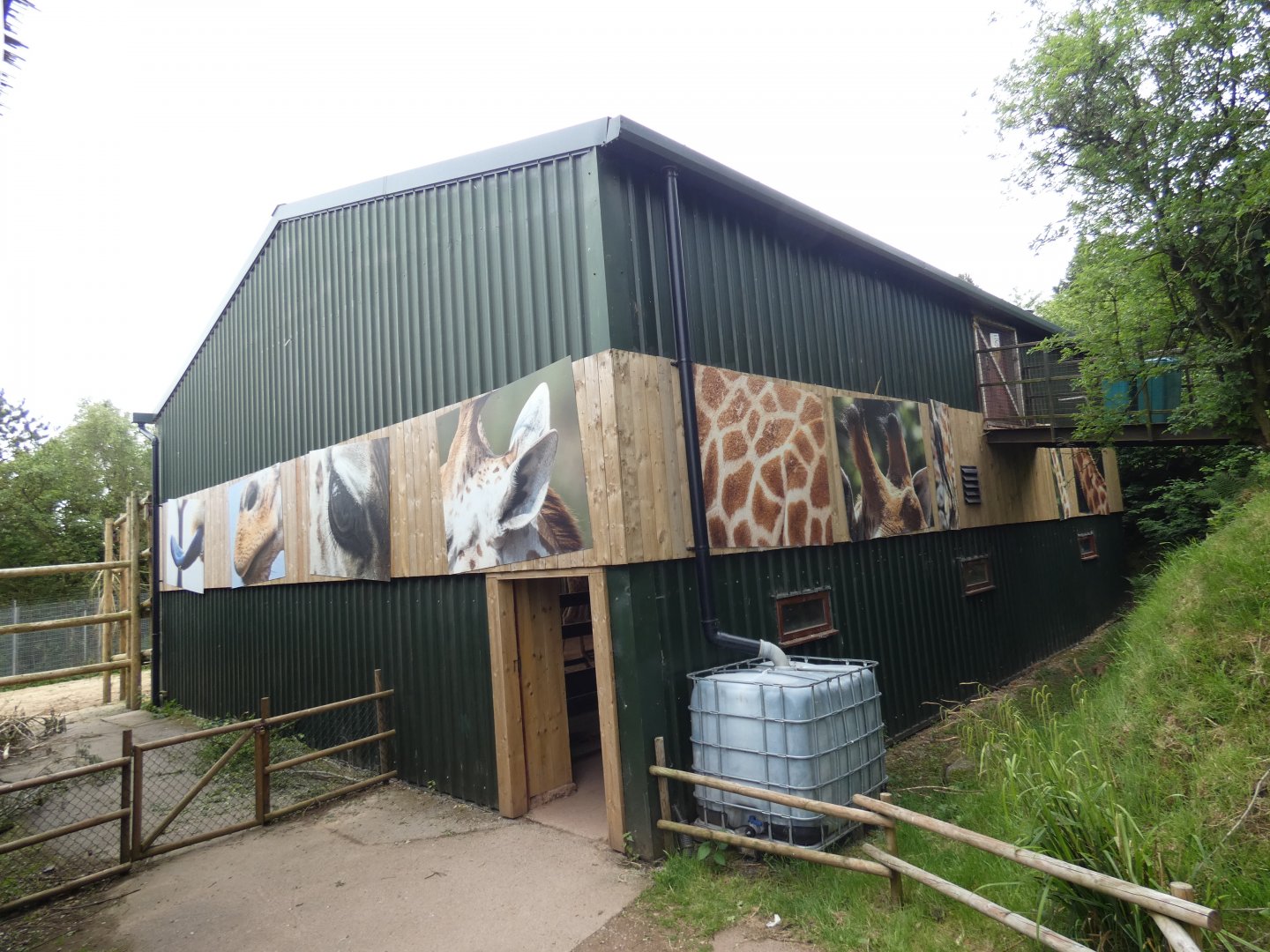 Kordofan giraffe bachelor group house