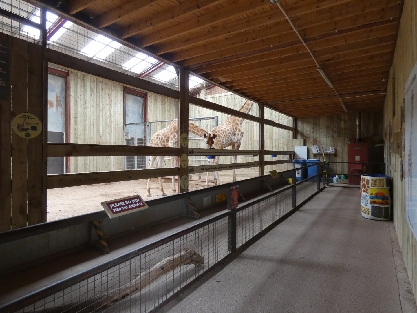 Kordofan giraffe bachelor group indoors