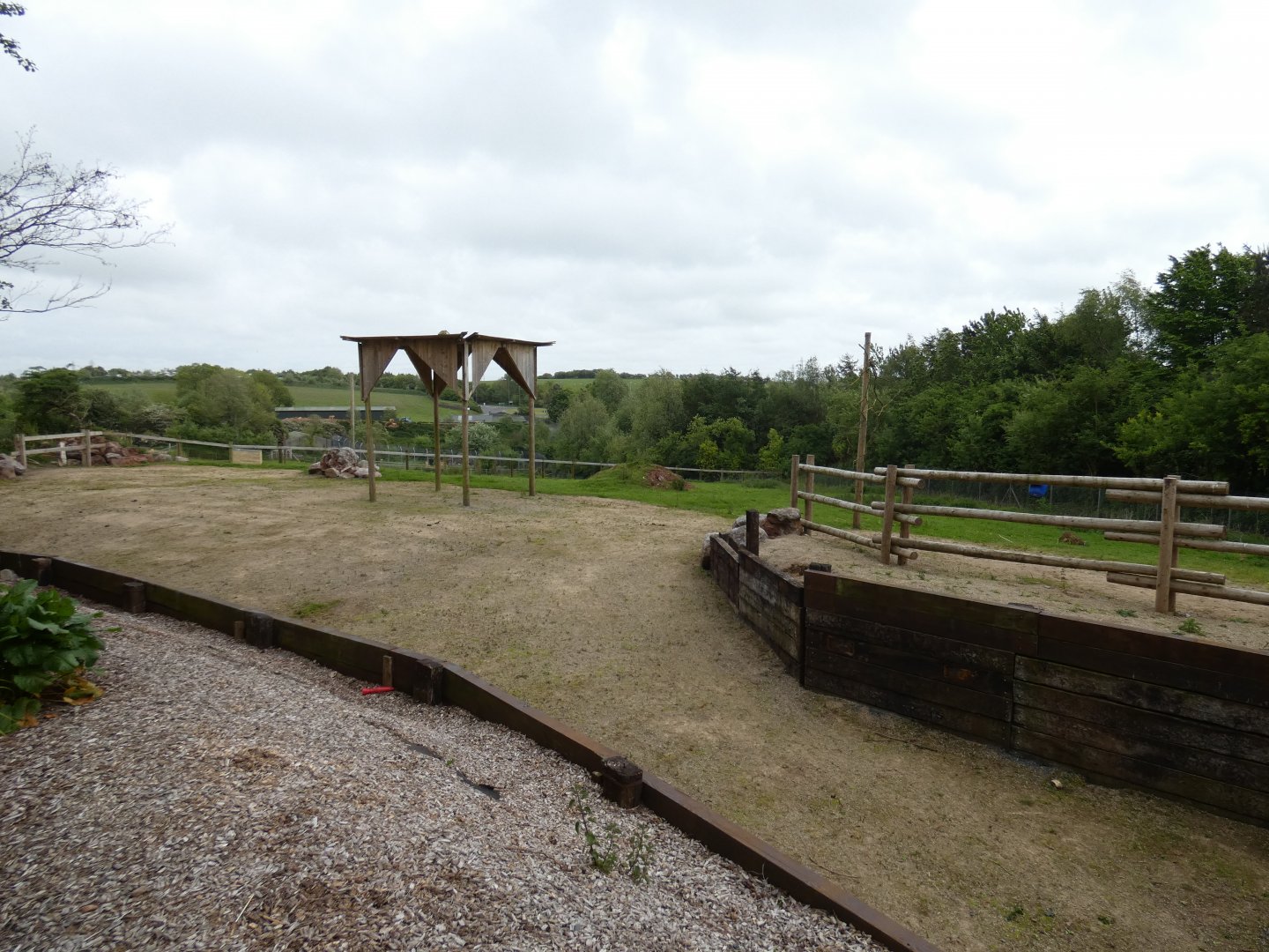 Kordofan giraffe bachelor group outdoor enclosure