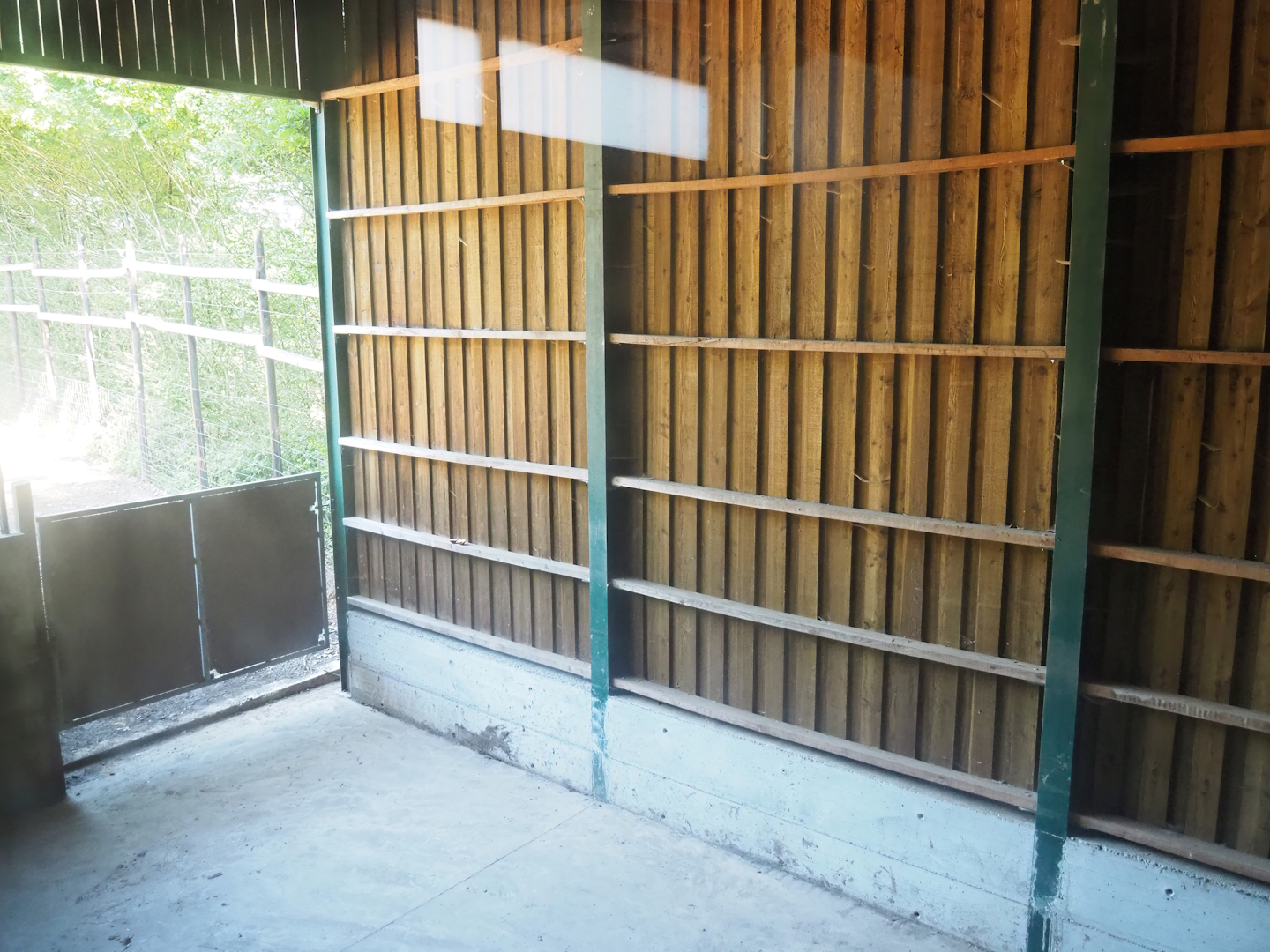 Kordofan giraffe barn - Covered shelter between indoor housing and outdoor paddock, 2023-06-24