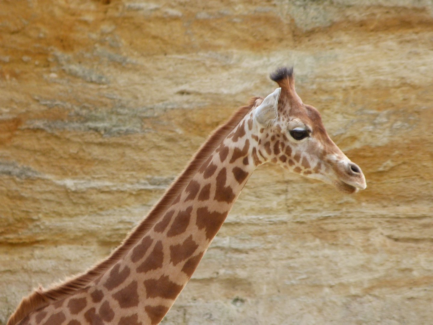 Kordofan giraffe -Bioparc de Doué la Fontaine (2025)