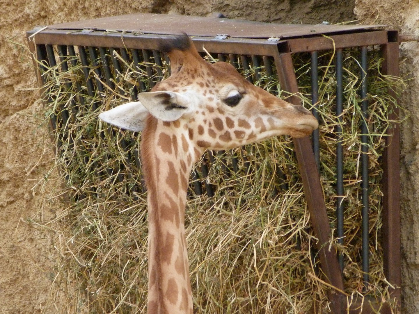 Kordofan giraffe -Bioparc de Doué la Fontaine (2025)