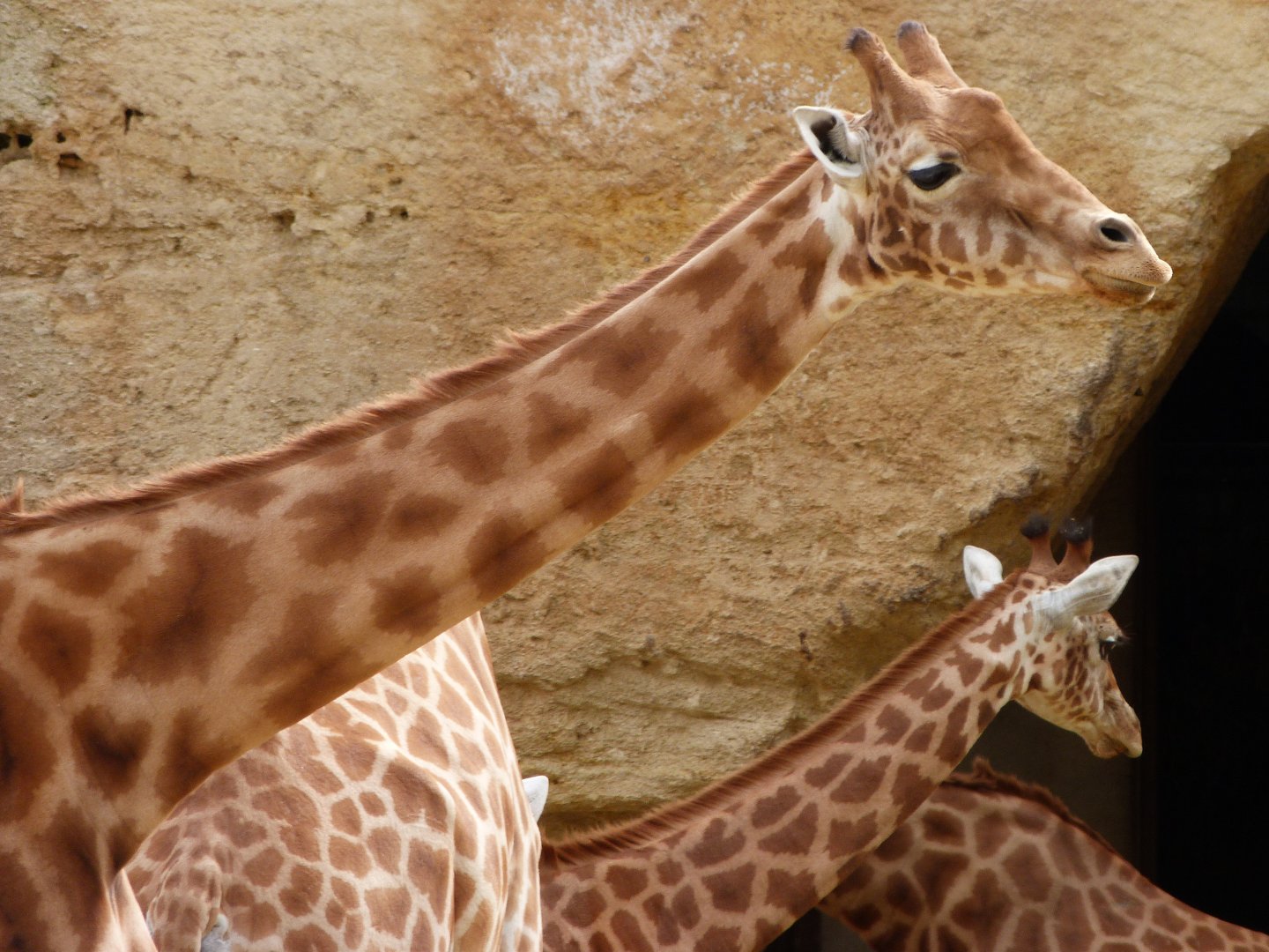 Kordofan giraffe -Bioparc de Doué la Fontaine (2025)