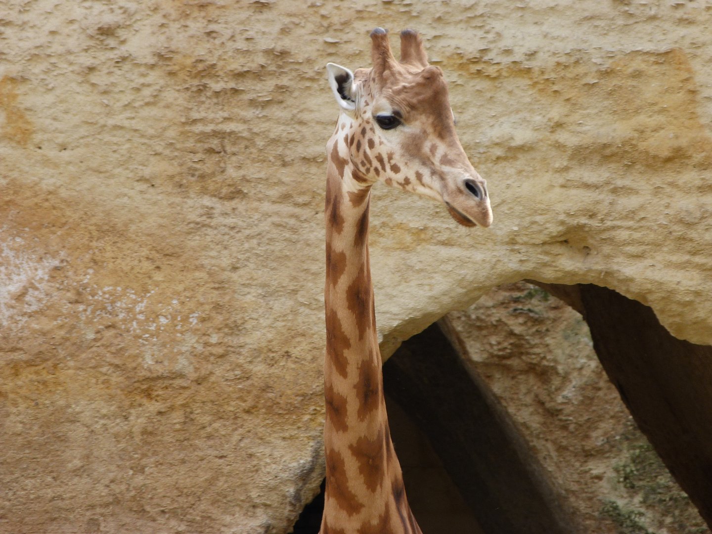 Kordofan giraffe -Bioparc de Doué la Fontaine (2025)