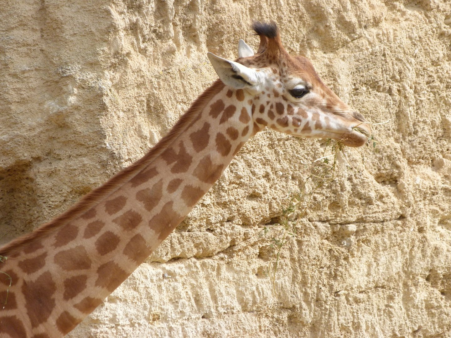 Kordofan giraffe -Bioparc de Doué la Fontaine (2025)