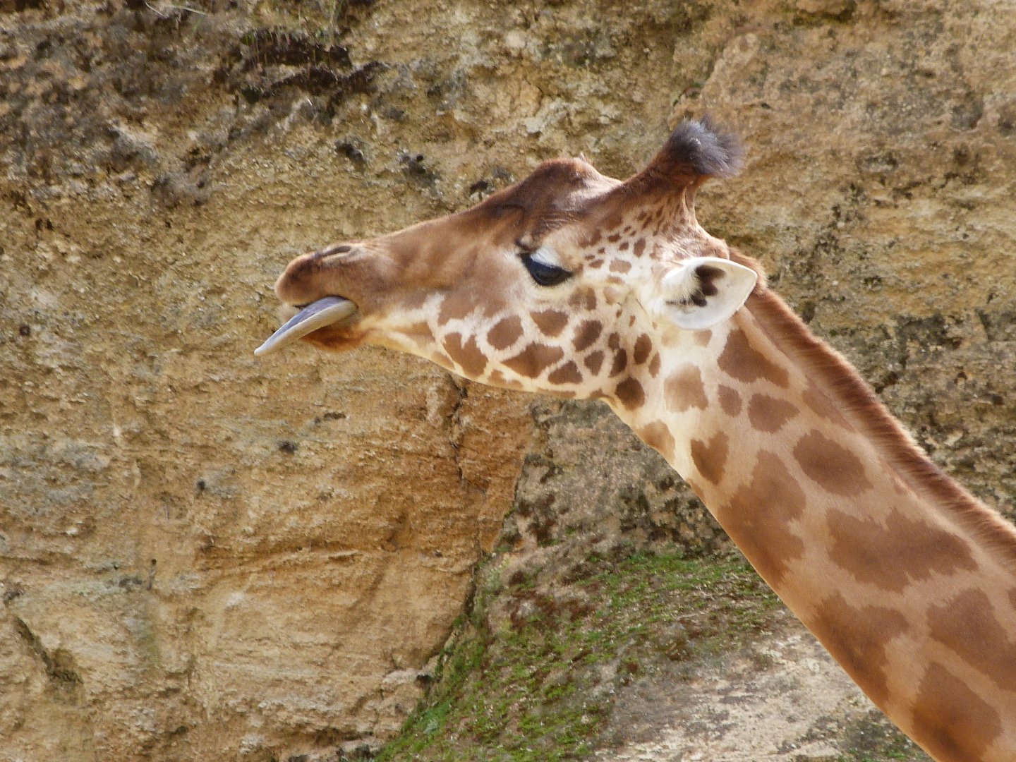 Kordofan giraffe -Bioparc de Doué la Fontaine (2025)
