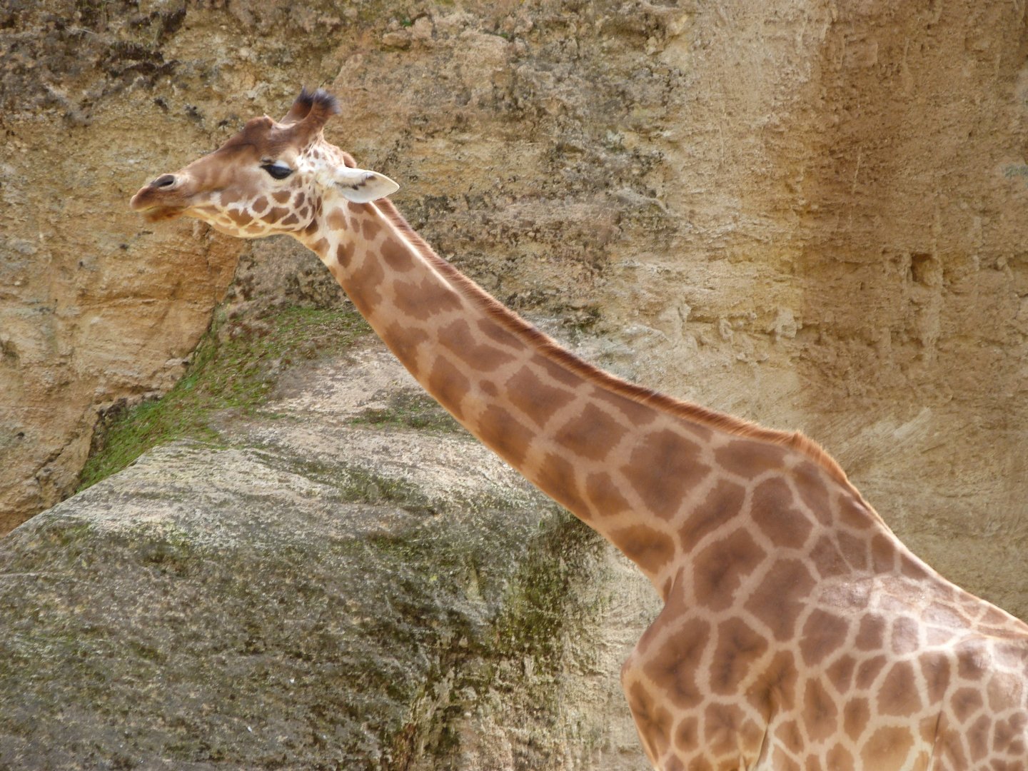 Kordofan giraffe -Bioparc de Doué la Fontaine (2025)