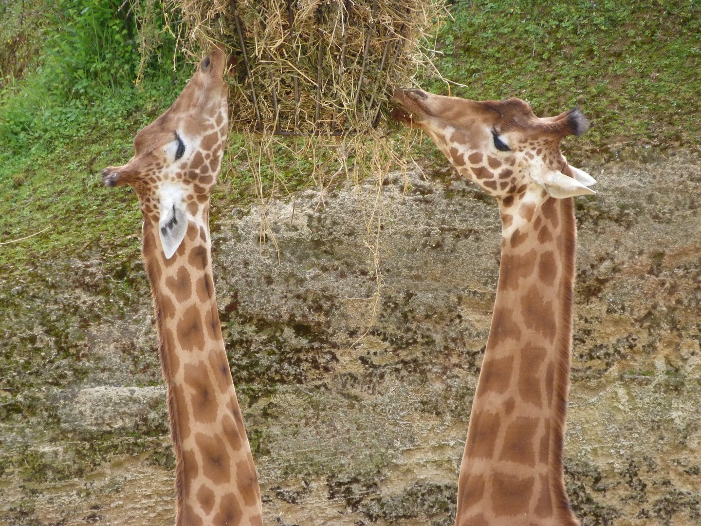 Kordofan giraffe -Bioparc de Doué la Fontaine (2025)