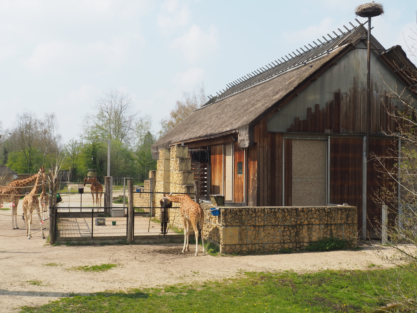 Kordofan giraffe building and paddock, 2021-04-20