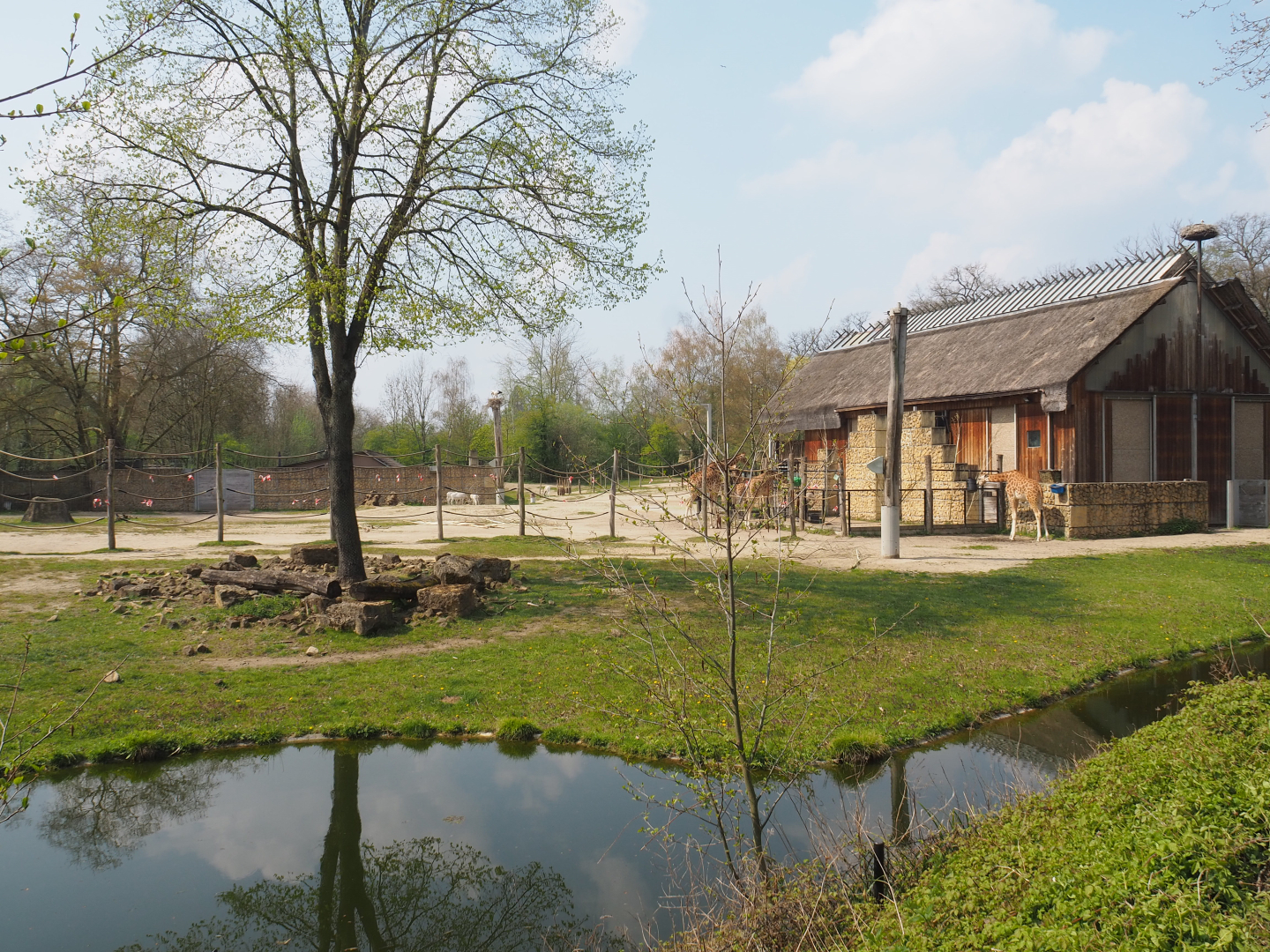 Kordofan giraffe building and separation paddock,2021-04-20