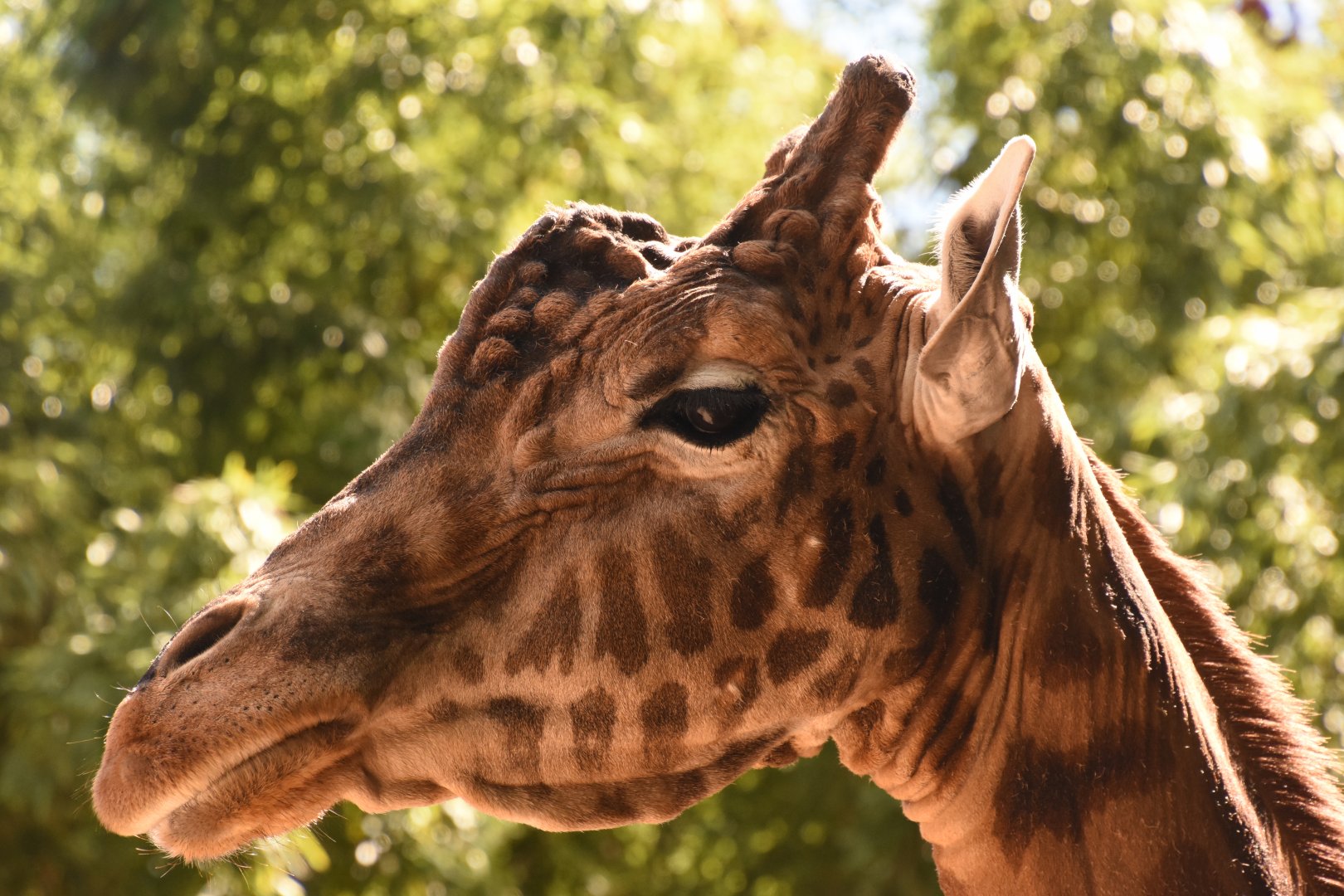 Kordofan Giraffe bull