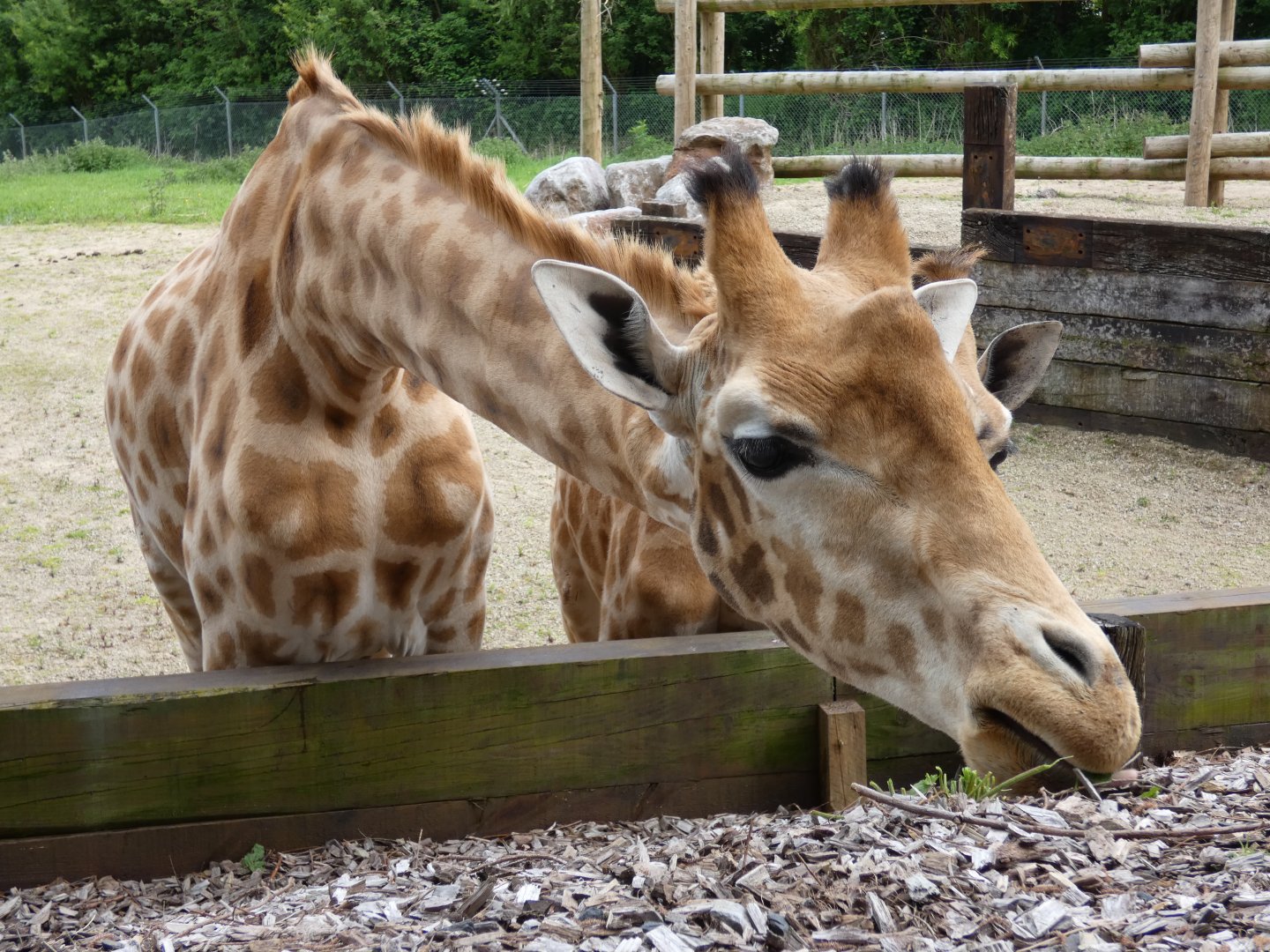 Kordofan giraffe bull