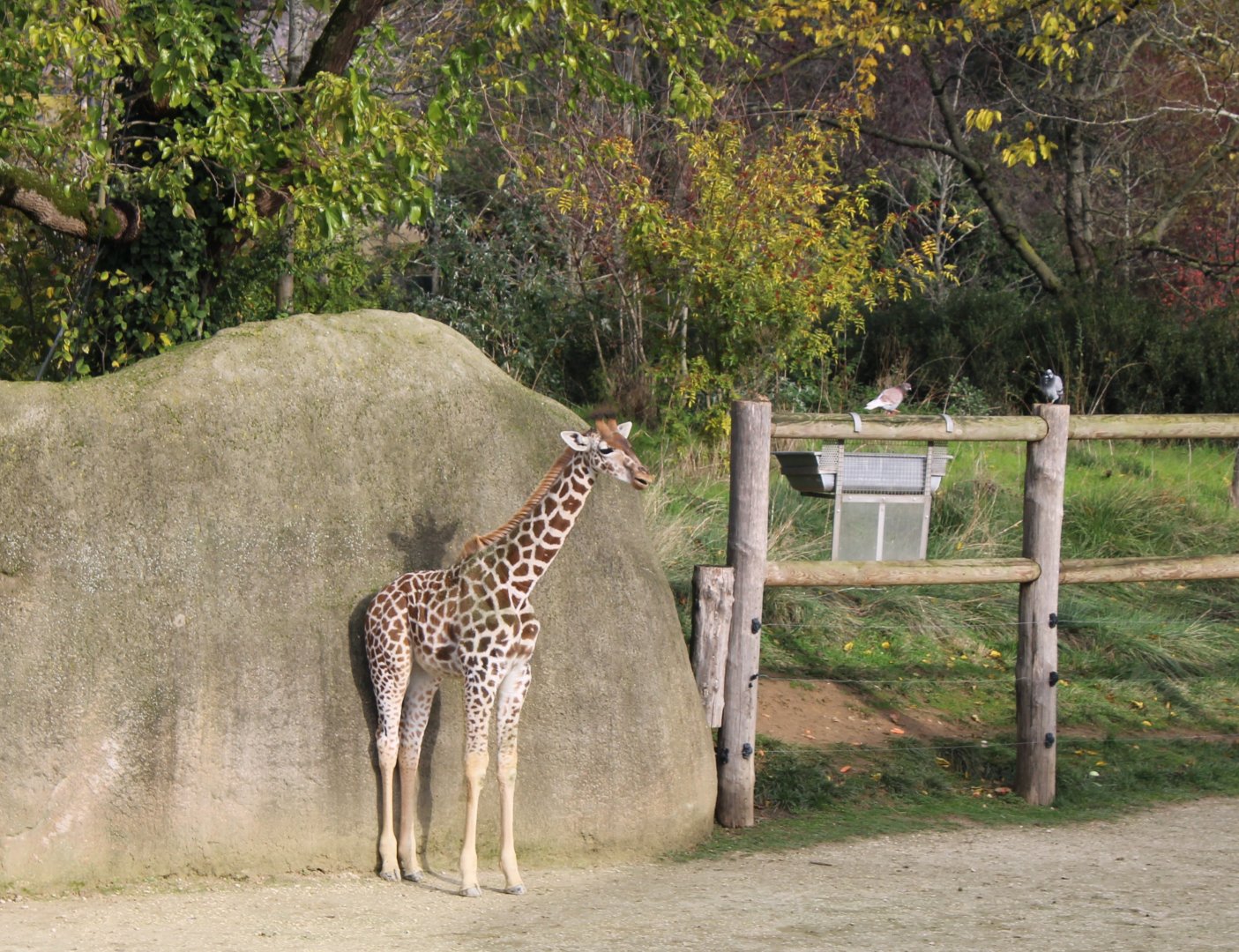 Kordofan giraffe calf and Feral pigeons