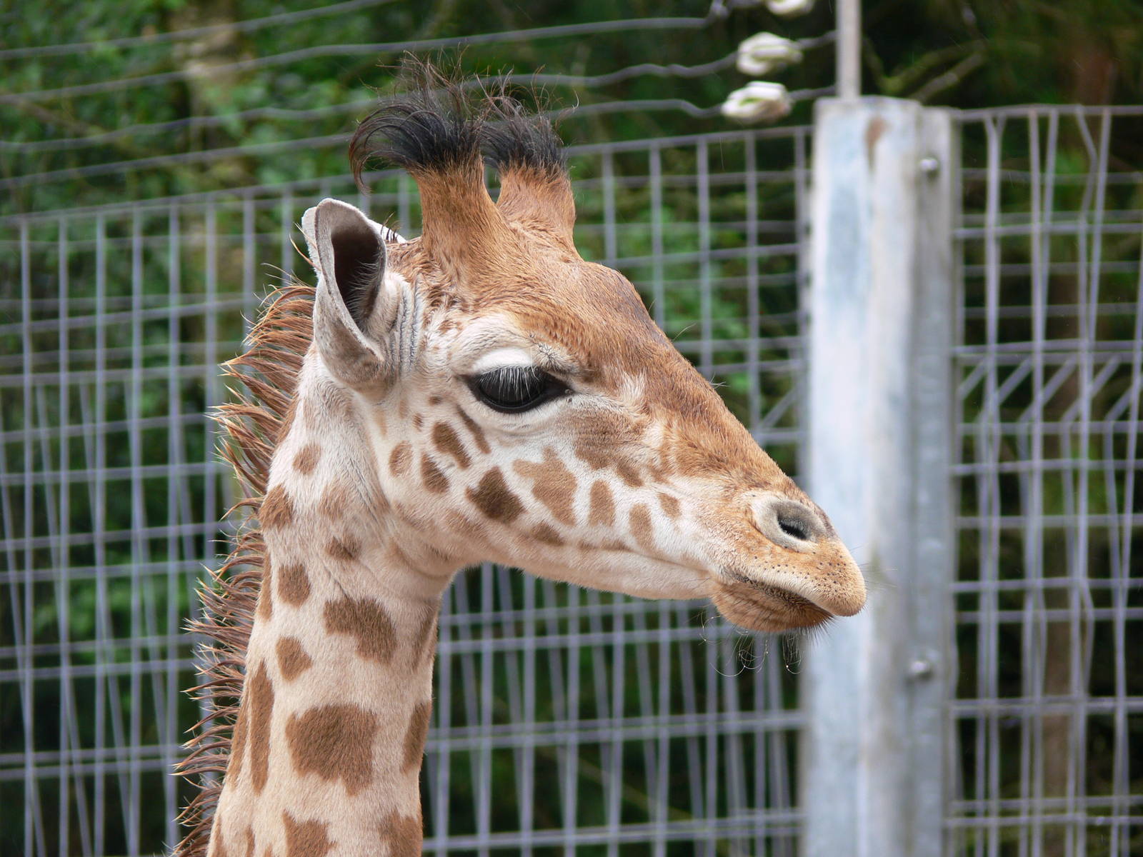 Kordofan Giraffe Calf at South Lakes, 04/07/14