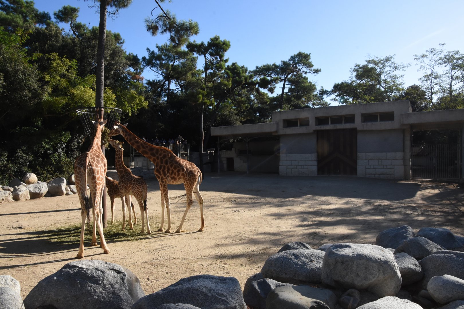 Kordofan Giraffe enclosure
