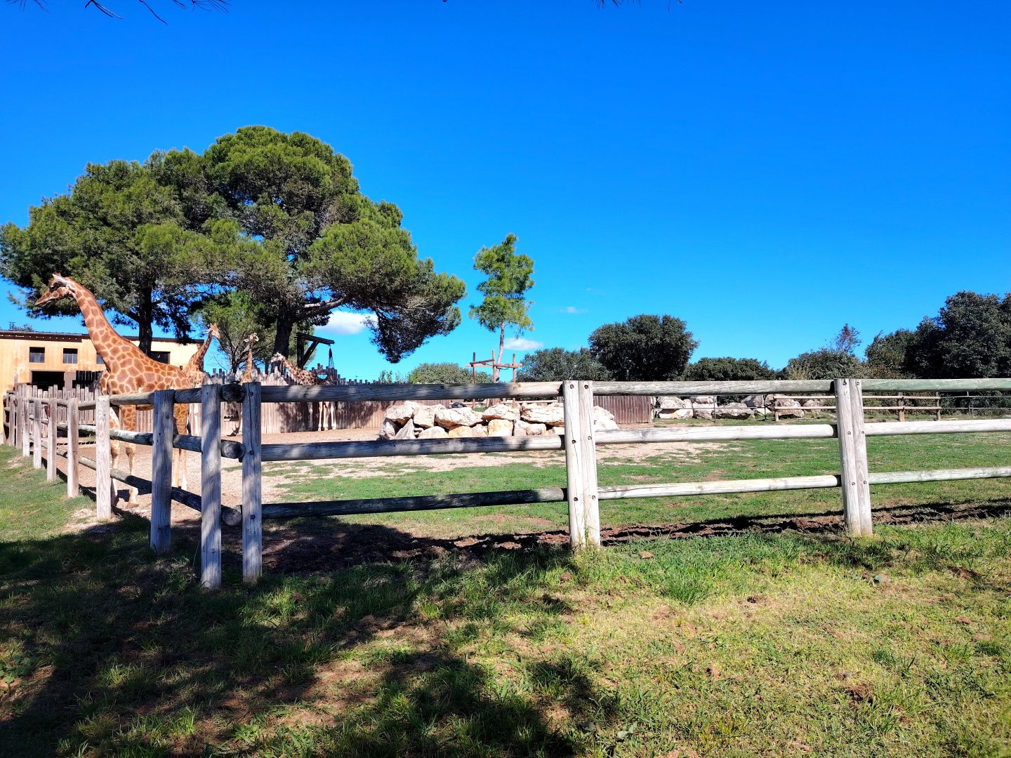 Kordofan Giraffe Exhibit